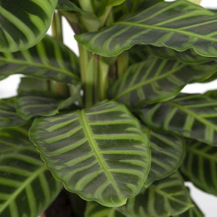 Calathea Zebrina – Pfauenpflanze – Zimmerpflanze – Ø19cm x ↕80cm – Tropische Blattpflanze mit Zebramuster – Luftreinigend & pflegeleicht – Für helle Innenräume