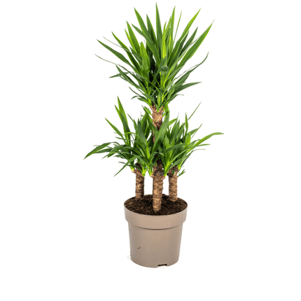 Yucca Elephantipes – Riesen-Palmlilie – Zimmerpflanze – Ø30 cm – Höhe ca. 100 cm – Pflegeleicht & dekorativ