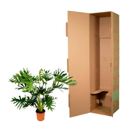 Baum-Philodendron – Philodendron Selloum – ca. 130cm hoch – Ø24cm – Tropische Zimmerpflanze mit großen, gelappten Blättern – Dekorative Grünpflanze für Wohnzimmer & Büro