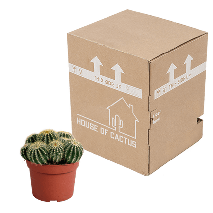 Kaktus – Eriocactus warasii – Ø12cm – Zimmerpflanze & Sukkulente – Kugelkaktus mit feinen gelben Stacheln – Pflegeleicht & dekorativ