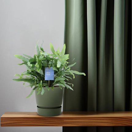 Baumfreund – Phlebodium Blauer Farn – Goldtüpfelfarn – Zimmerpflanze Ø14cm – ca. 40cm hoch – luftreinigende Farnpflanze für Zuhause & Büro – pflegeleichte Grünpflanze