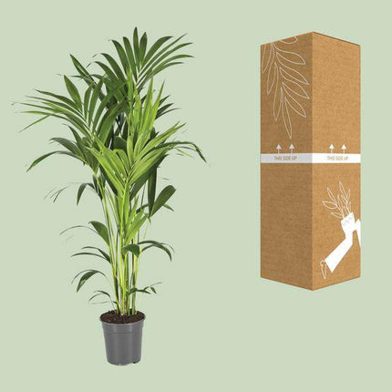 Kentiapalme Howea Forsteriana – Ø21cm – ↕130cm – Pflegeleichte Zimmerpalme mit luftreinigender Wirkung – Tropische Grünpflanze für Wohnzimmer, Büro & Wintergarten