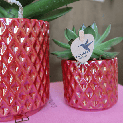 Phalaenopsis Orchidee ‘Congo’ Rot – Zimmerpflanze mit 2–3 Blütenstielen – Im Diamond Pearl Ziertopf Rot Ø9cm – Multiflora-Orchidee für modernes Interieur