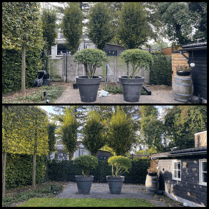 Hedera Hibernica Fertighecke – Efeu-Hecke – Höhe ca. 120cm – Immergrüne Sichtschutzpflanze – Sofortige Privatsphäre für Garten, Terrasse & Außenbereich