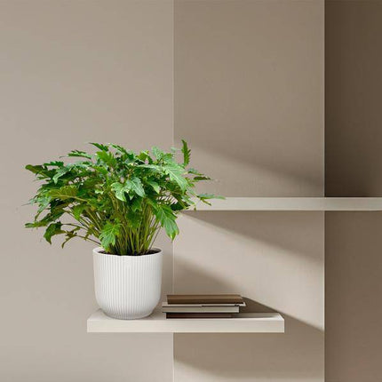 Philodendron Xanadu – Baumfreund – ca. 80cm hoch – Ø27cm – Tropische Zimmerpflanze mit dekorativen Blättern – Pflegeleichte Grünpflanze für Wohnzimmer & Büro