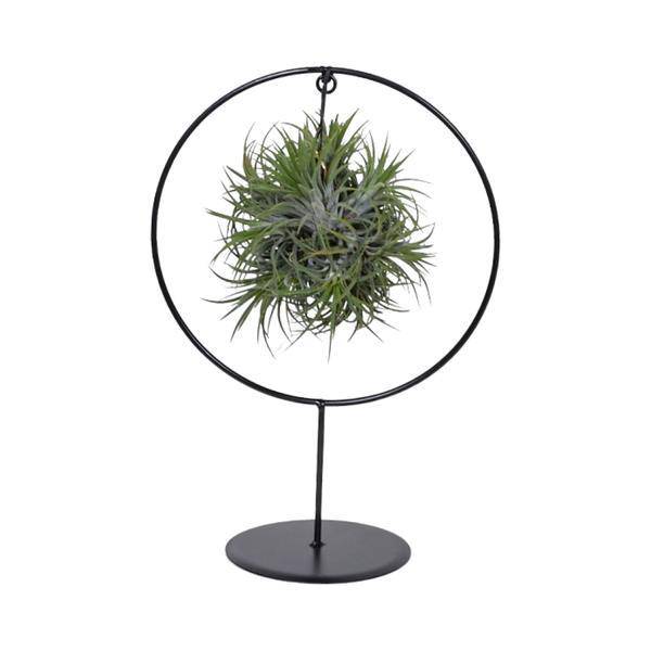 Luftpflanze Tillandsia Ring Mix Zimmerpflanze Ø17cm ↕30cm – pflegeleichte Grünpflanze für Wohnzimmer, Büro & helle Standorte kaufen