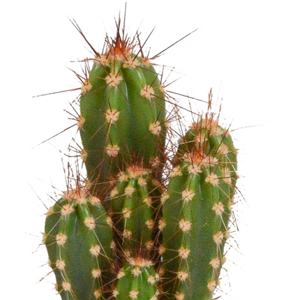 Kakteen und Sukkulenten Mix – 15 Pflanzen – Ø5,5cm Zimmerpflanzen – Verschiedene Arten wie Cereus, Echeveria, Haworthia & Crassula