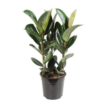 Gummibaum – Ficus Elastica Robusta – Zimmerpflanze – Ø27cm – ↕85cm – Pflegeleichte Grünpflanze mit großen glänzenden Blättern – Luftreinigende Dekopflanze