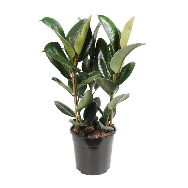 Gummibaum – Ficus Elastica Robusta – Zimmerpflanze – Ø27cm – ↕85cm – Pflegeleichte Grünpflanze mit großen glänzenden Blättern – Luftreinigende Dekopflanze