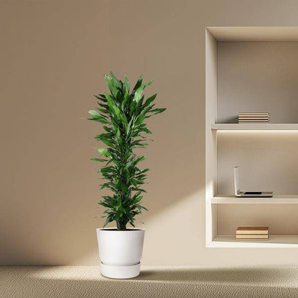 Drachenbaum – Dracaena Janet Lind 170cm – Ø34cm – Zimmerpflanze mit dunkelgrünen glänzenden Blättern – Pflegeleichte Grünpflanze für Wohnzimmer, Büro & Wintergarten