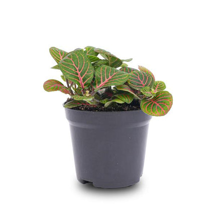 Fittonia Bubble Red – Mosaikpflanze – Zimmerpflanze – Terrarienpflanze – Ø8,5 cm – Tropische Pflanze mit roten & grünen Blättern – Helles Plätzchen ohne direkte Sonne