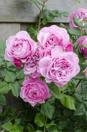 Kletterrose – Rose Crazy in Love 'Pink' – 3 Pflanzen – Ø15cm – Höhe ca. 65cm – Duftende & reich blühende rosa Rosen – Romantische Gartenrosen für Pergola, Zaun & Terrasse