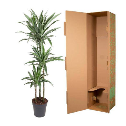 Drachenbaum Dracaena Warneckei Zimmerpflanze Ø27cm ↕140cm – pflegeleichte Grünpflanze für Wohnzimmer, Büro & helle Standorte kaufen