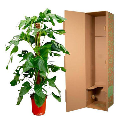 Fensterblatt – Monstera Pertusum – Zimmerpflanze – 120cm – Ø24cm – Tropische Grünpflanze mit großen Blättern für Wohnzimmer und Büro
