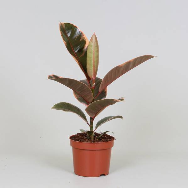 Gummibaum – Ficus Elastica Belize – Zimmerpflanze – Ø12cm – ↕30cm – dekorative pflegeleichte Grünpflanze mit rot-grünem Blattmuster