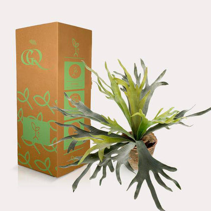 Kunstpflanze Hirschhorn Farn – Geweihfarn – 50cm – Hochwertige künstliche Zimmerpflanze mit naturgetreuen geweihähnlichen Blättern – Immergrüne Dekopflanze für Wohnzimmer, Büro & Innenräume – Pflegefrei & langlebig