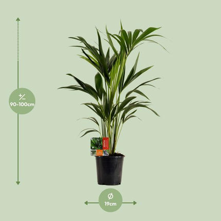 Kentiapalme Howea Forsteriana Zimmerpflanze Ø19cm ↕100cm – tropische Grünpflanze für Wohnzimmer, Büro & helle Standorte kaufen