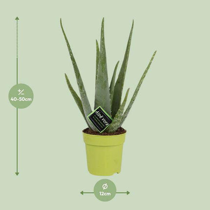 Echte Aloe – Aloe Vera – Zimmerpflanze – Ø12cm – ↕45cm – pflegeleichte Sukkulente für sonnige Standorte & modernes Wohndesign