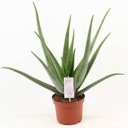 Aloe Vera – Echte Aloe – Zimmerpflanze – Ø19cm – ca. 70cm hoch – pflegeleichte Sukkulente für Wohnung, Büro & Balkon