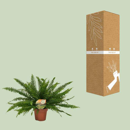 Schwertfarn – Nephrolepis Green Lady – Boston-Farn – Ø17cm – Höhe ca. 40cm – Pflegeleichte Zimmerpflanze – Tropische Grünpflanze mit federartigen Wedeln