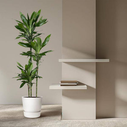 Drachenbaum – Dracaena Janet Lind 160cm – Ø24cm – Elegante Zimmerpflanze mit dunkelgrünen Blättern – Pflegeleichte Grünpflanze für Wohnzimmer, Büro & Wintergarten