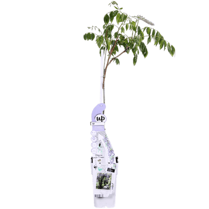 Chinesischer Duft-Blauregen – Wisteria sinensis ‘Caroline’ – Ø15cm – ca. 65cm hoch – Schnellwachsende & winterharte Kletterpflanze mit dunkelblau-lila Blütentrauben – Für Pergola, Zaun & Fassade