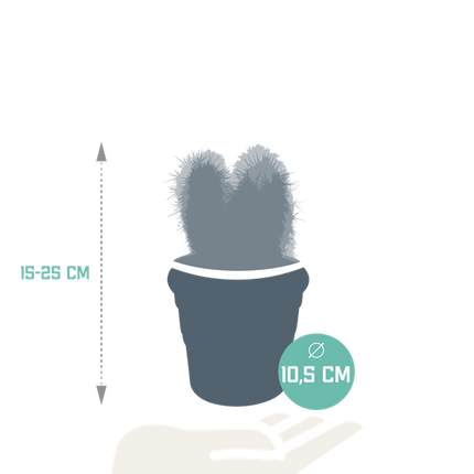 Cereus Mix – 3 Pflanzen – Ø10,5cm Zimmerpflanzen im Terrakotta-Topf – Verschiedene Säulen- & Stabkakteen – Pflegeleichte Kakteen für Fensterbank, Büro & Wohnzimmer