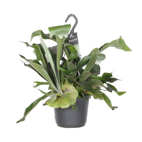 Geweihfarn – Platycerium Netherlands – Zimmerpflanze – Ø17cm ↕30cm – Epiphytischer Farn – Pflegeleicht – Luftreinigend – Dekopflanze