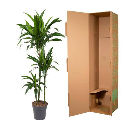 Drachenbaum – Dracaena Janet Craig 150cm – Ø24cm – Zimmerpflanze mit breiten dunkelgrünen Blättern – Elegante pflegeleichte Grünpflanze für Wohnzimmer, Büro & Wintergarten