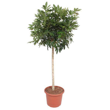 Strahlenaralie – Schefflera Arboricola Compacta – Große Zimmerpflanze 190 cm – Immergrün & Pflegeleicht – Ø45 cm Topf – Ideal für Büro & Wohnzimmer