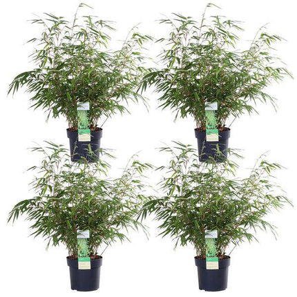 Schirmbambus Fargesia rufa – 4er-Set – ca. 40cm hoch im Ø19cm – Immergrüner, nicht wuchernder Bambus – Für Sichtschutz, Terrasse & Balkon