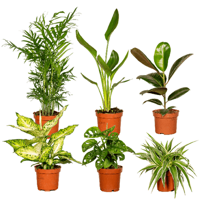Pflanzen Überraschungsbox Ø12cm ↕25cm – pflegeleichtes Pflanzen Set für Urban Jungle, Fensterbank, Wohnzimmer & Büro