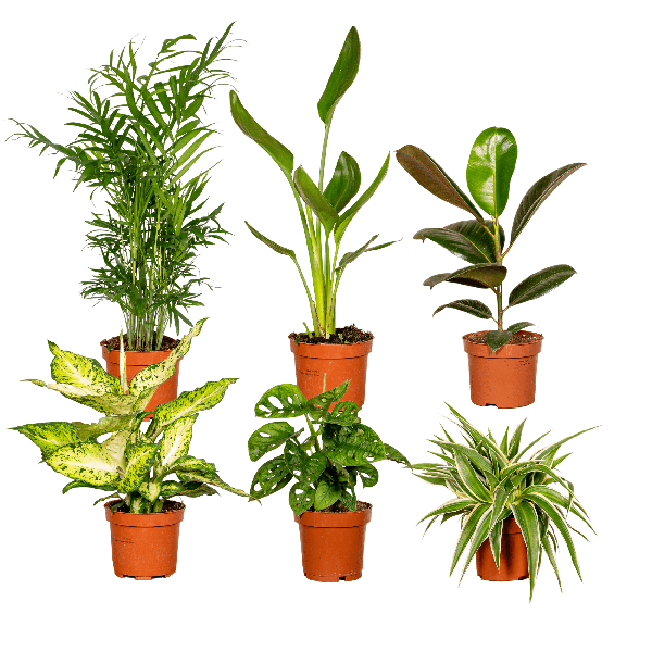 Pflanzen Überraschungsbox Ø12cm ↕25cm – pflegeleichtes Pflanzen Set für Urban Jungle, Fensterbank, Wohnzimmer & Büro