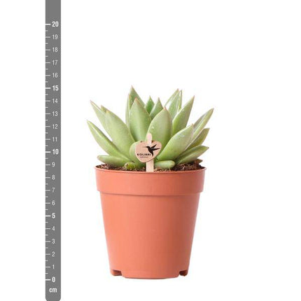 Sukkulente Echeveria Miranda – Grüne Zimmerpflanze – Rosettenform – Ø9cm – Pflegeleicht & Dekorativ