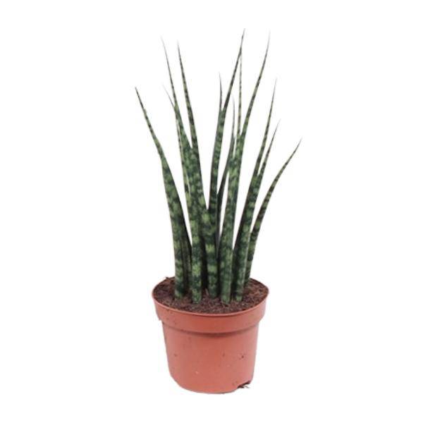 Bogenhanf – Sansevieria Fernwood Mikado – Zimmerpflanze – Ø12cm – ↕40cm – Schwiegermutterzunge – pflegeleicht & luftreinigend – kompakte Schlangenpflanze für Zuhause & Büro