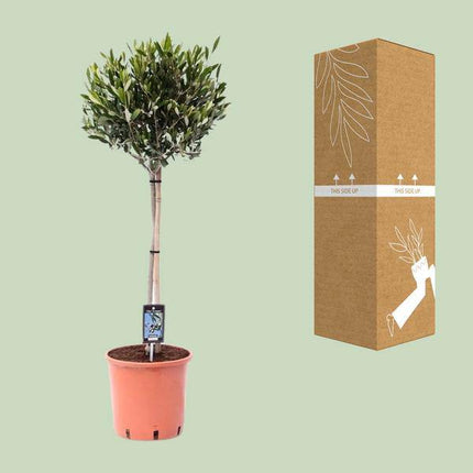 Olivenbaum Olea europaea Gartenpflanze Ø22cm ↕100cm – Pflanze für Garten, Balkon, Terrasse, Kübel & Beet online kaufen