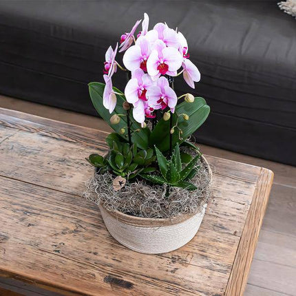Rosa Phalaenopsis Orchidee – Niagara Fall – Ø12cm – Höhe 55–60cm – Blühende Zimmerpflanze mit großen rosa Blüten – Elegante Orchidee als Geschenk & Deko – Direkt aus der Gärtnerei