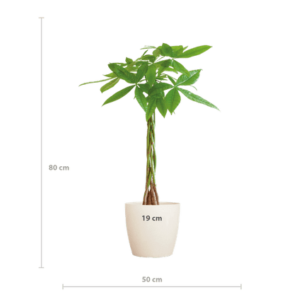 Pachira Aquatica Geldbaum Glückskastanie ca. 80cm mit geflochtenem Stamm im weißen Viber Biotopf Ø21cm – Zimmerpflanze für Wohnung Büro Wohnzimmer