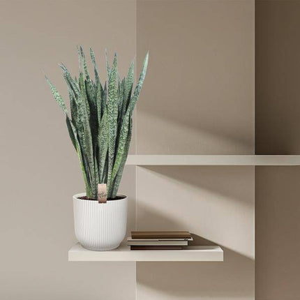 Ceylon – Bogenhanf – Sansevieria Zeylenica – Zimmerpflanze 110cm – Ø35cm – Pflegeleichte Grünpflanze für Wohnzimmer, Büro & Schlafzimmer