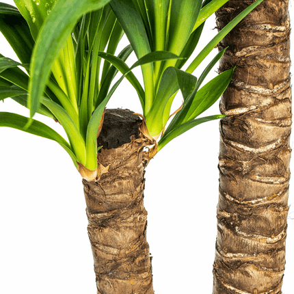 Yucca Elephantipes – Riesen-Palmlilie – Zimmerpflanze Ø19cm ↕70-90cm – Robust & pflegeleicht – Exotisch & dekorativ