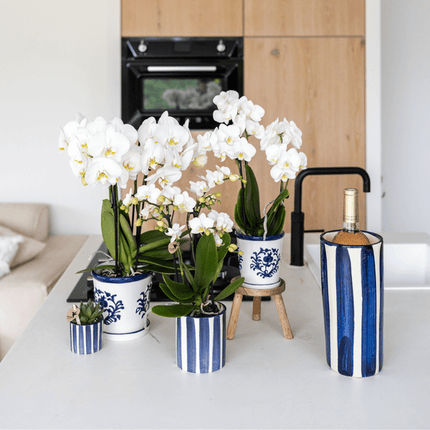 Orchidee Amabilis Weiß – Zimmerpflanze mit 2–3 Stielen – Im Malaga Ziertopf Blau Ø9cm – Elegante Phalaenopsis für stilvolles Interieur & sommerliches Flair