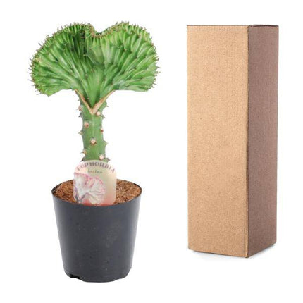 Euphorbia lactea Cristata Grün – Korallen-Wolfsmilch – Zimmerpflanze ca. 30cm – ø10,5cm – Exotische Sukkulente in Korallenform – Pflegeleichte Kaktuspflanze für sonnige Standorte