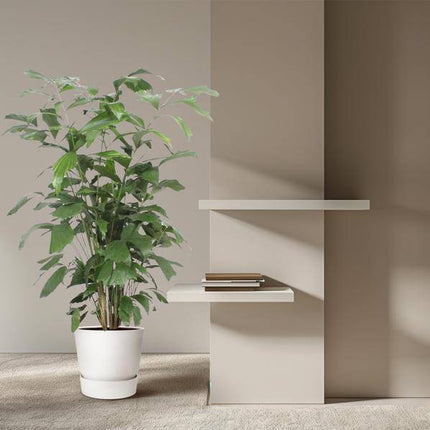 Fischschwanzpalme – Caryota Mitis – Zimmerpflanze – 140cm – Ø27cm – Exotische Palme mit fächerförmigen Blättern für Wohnzimmer und Büro