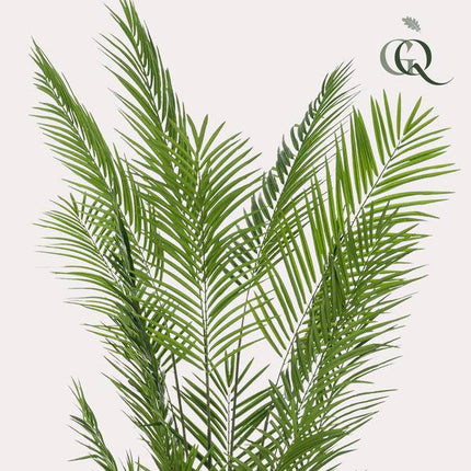 Areca Lutescens Goldpalme – Künstliche Zimmerpflanze – Tropische Palme 240 cm – pflegeleichte Dekoration für Wohnzimmer, Büro & Innenräume