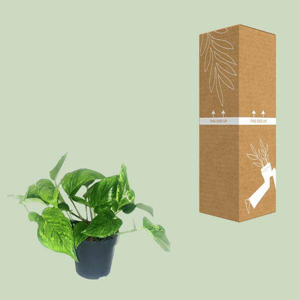 Efeutute Scindapsus Pictus Trebie – Zimmerpflanze im Ø12 cm Topf – ca. 20 cm hoch – Herzförmige Blätter mit silbernen Mustern – Pflegeleicht & luftreinigend