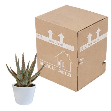 Aloe Zebrina Dannyz – Ø10,5cm Zimmerpflanze im weißen Topf – Sukkulente mit sternförmigen Blättern & orangefarbenen Akzenten – Pflegeleichte Pflanze für Fensterbank, Büro & Wohnzimmer