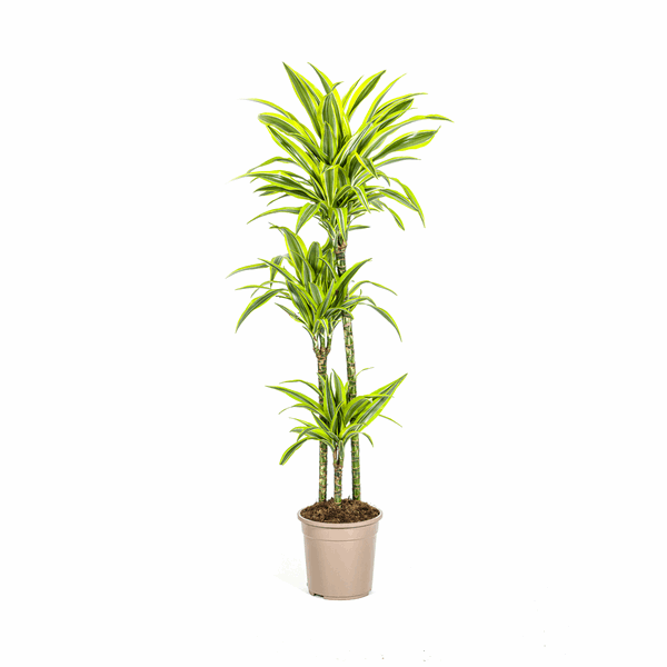 Drachenbaum Dracaena Deremensis Lemon Lime – Ø24cm – ↕130-150cm – Exotische Zimmerpflanze mit grün – gelben Blättern – Pflegeleicht & luftreinigend