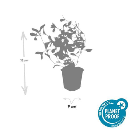 Kriechende Hornnarbe Ceratostigma plumbaginoides – 60 Pflanzen – ↕10-25cm – Ø9cm – Bodendecker mit blauen Blüten – Winterhart & pflegeleicht