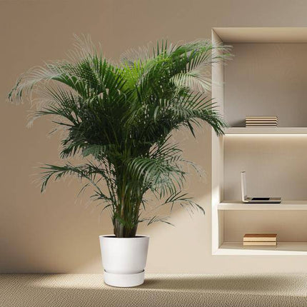 Goldfruchtpalme Dypsis Lutescens – Areca-Palme – 230cm hoch – Ø40cm – Große tropische Zimmerpflanze mit federartigen Blättern – Pflegeleicht & dekorativ – Für Wohnzimmer, Büro & Innenräume