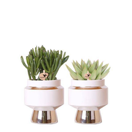 Rhipsalis 2er – Set in silbernen Le Chic Keramiktöpfen – Ø9cm – Stilvolle Zimmerpflanzen – Pflegeleichte Kakteen im eleganten Design